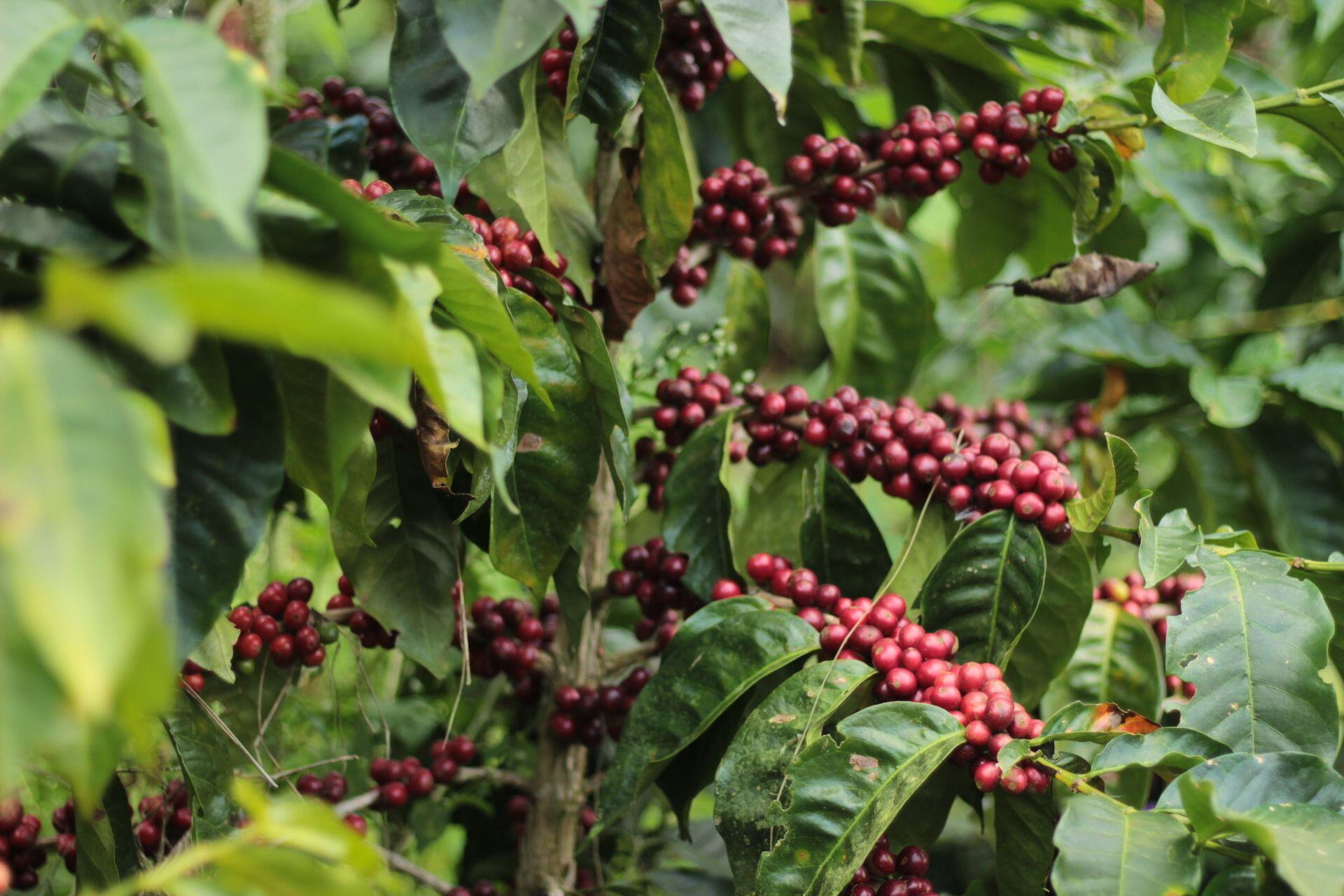 Costa Rica Coffee Growers Complete First Regenerative Agriculture